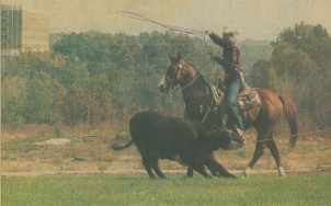 Dereuter 1989 Rounding up cattle